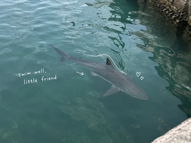 AI-generated illustration of a gray shark beneath rippling canal water, with white pen marks and the note swim well, little friend.
