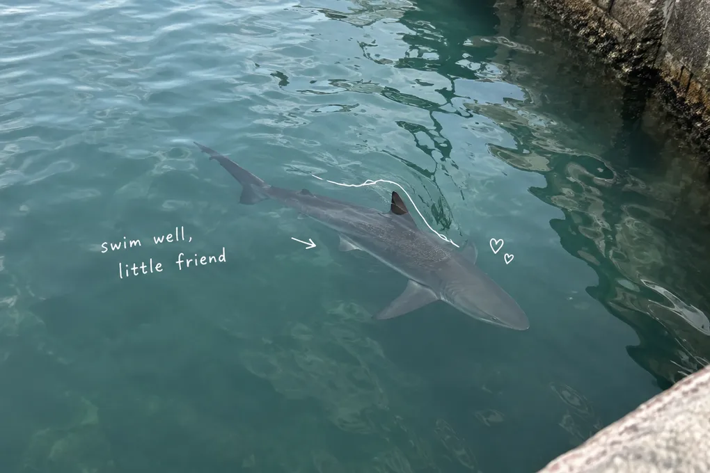 AI-generated illustration of a gray shark beneath rippling canal water, with white pen marks and the note swim well, little friend.