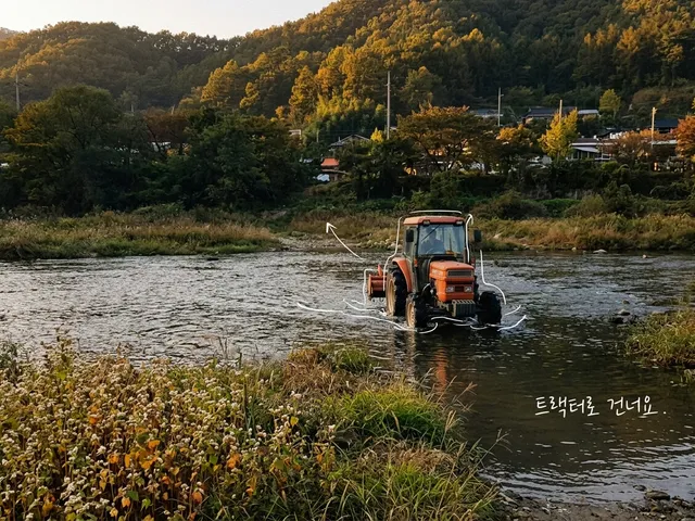 황금빛 저녁 강물을 가로지르는 주황색 트랙터와 강가의 메밀꽃밭, 단풍 든 산자락 마을을 담은 AI 생성 이미지. 트랙터에 흰 선이 얹혀 있고 '트랙터로 건너요' 손글씨가 있다.