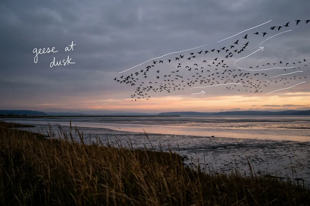 AI-generated image of a large flock of geese flying over a tidal bay at dusk, with white pen lines tracing the flock and a handwritten note reading 'geese at dusk'.