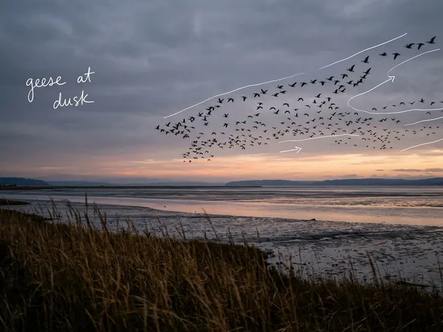AI-generated image of a large flock of geese flying over a tidal bay at dusk, with white pen lines tracing the flock and a handwritten note reading 'geese at dusk'.