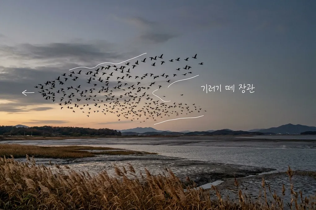 해 질 녘 갯벌 위로 기러기 떼가 날아가는 AI 생성 이미지. 새 떼에 흰 선이 얹혀 있고 '기러기 떼 장관' 손글씨가 있다.